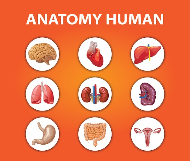Plik wektorowy anatomia człowieka