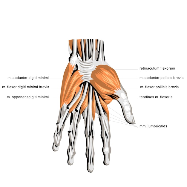 Plik wektorowy anatomia człowieka