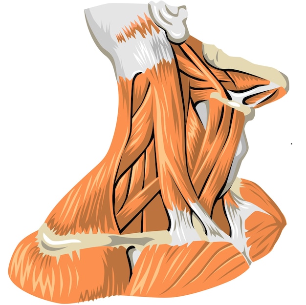 Plik wektorowy anatomia człowieka