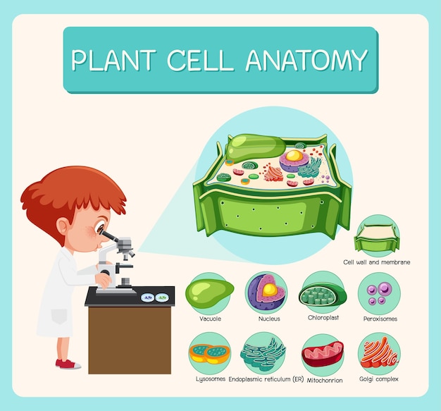 Anatomia Diagramu Biologii Komórki Roślinnej