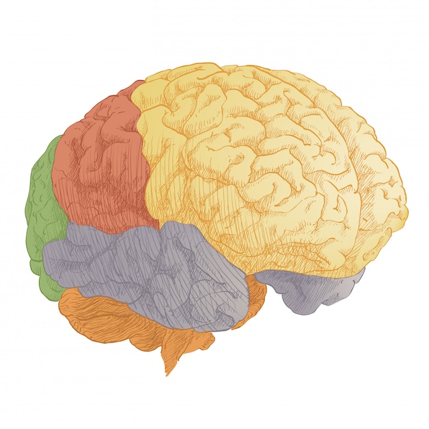 Plik wektorowy anatomia głowy mózgu człowieka