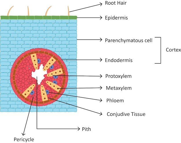 Plik wektorowy anatomia korzenia monoscotowego