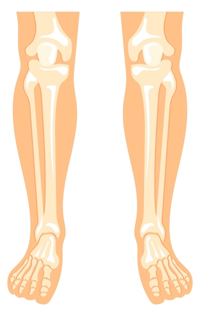 Anatomia Ludzkich Nóg Ilustracja Medyczna Budowy Kości