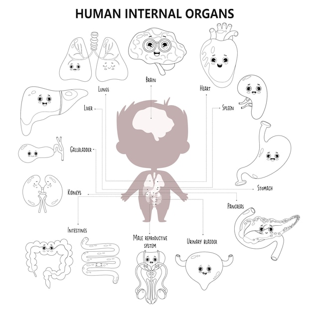 Plik wektorowy anatomia ludzkiego ciała infografika dla dzieci sylwetka chłopca i nazwy znaków wewnętrznych męskich narządów