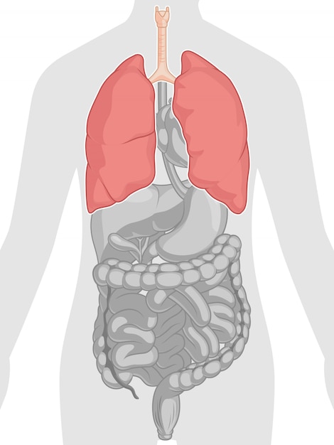 Anatomia Ludzkiego Ciała - Płuca