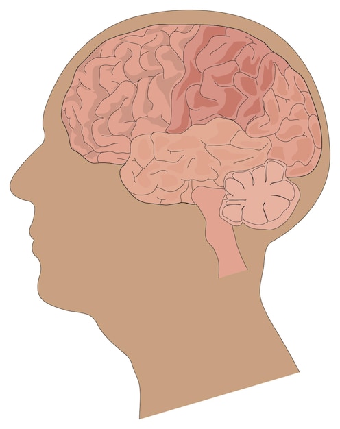 Plik wektorowy anatomia ludzkiego mózgu