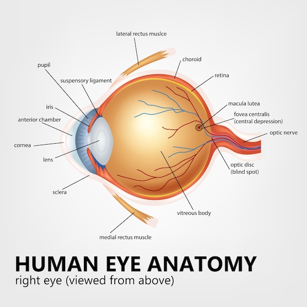 Plik wektorowy anatomia ludzkiego oka, prawe oko oglądane z góry