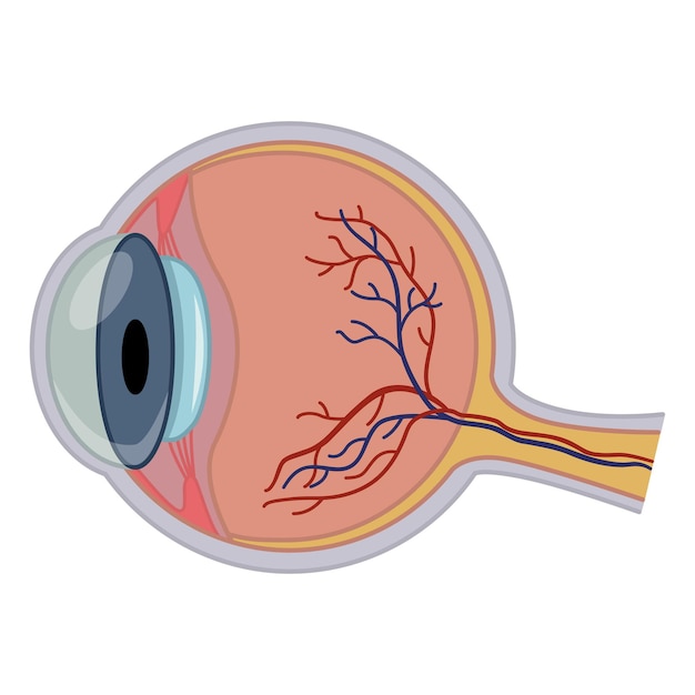 Plik wektorowy anatomia ludzkiego oka