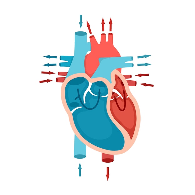Anatomia Ludzkiego Serca Z Krążeniem Krwi Przez Koncepcję Kardiologii Serca