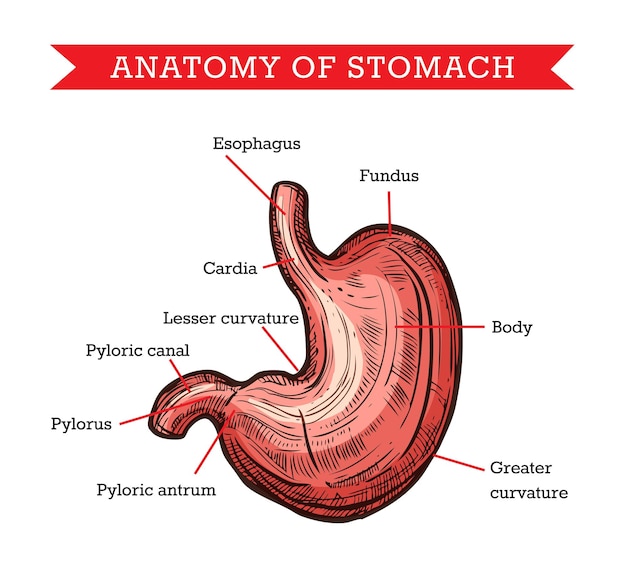 Anatomia ludzkiego żołądka wektor szkic medycyny pomocy