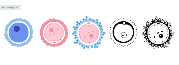 Anatomia Ludzkiej Komórki Jajowej. Badania Nad Zapłodnieniem, Ginekologią I In Vitro.