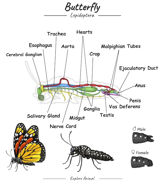 Plik wektorowy anatomia motyla