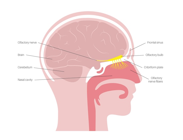 Anatomia Nerwu Węchowego