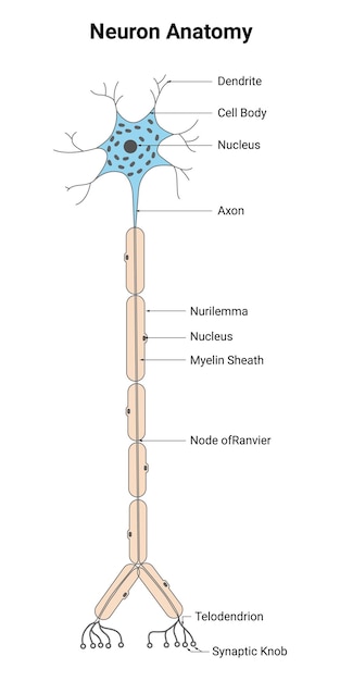 Plik wektorowy anatomia neuronów dendryty ciało komórkowe jądro akson nurilemma jądro myelina ilustracja osłony