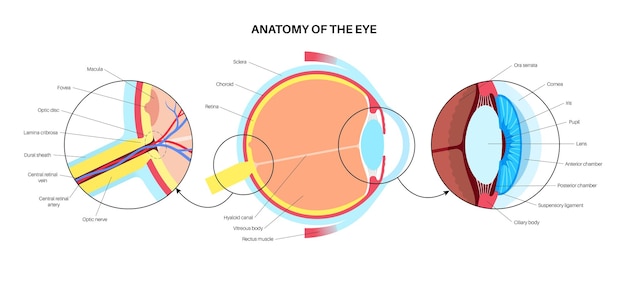 Plik wektorowy anatomia oka struktura ludzkiego oka infografika najbardziej zewnętrzna siatkówka i sklera tęczówka wektor medyczny