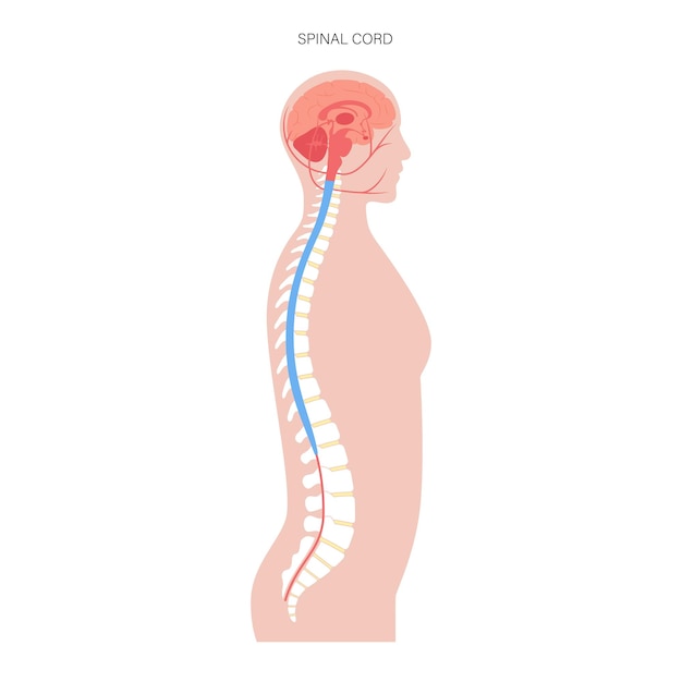 Plik wektorowy anatomia rdzenia kręgowego