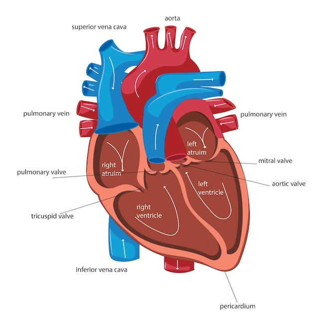 Plik wektorowy anatomia serca