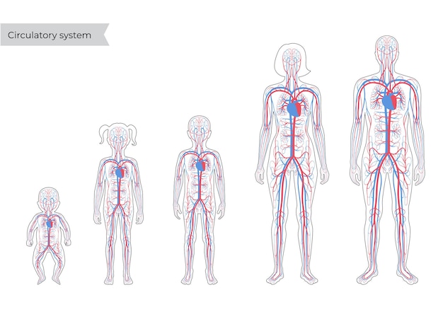 Anatomia Układu Krążenia