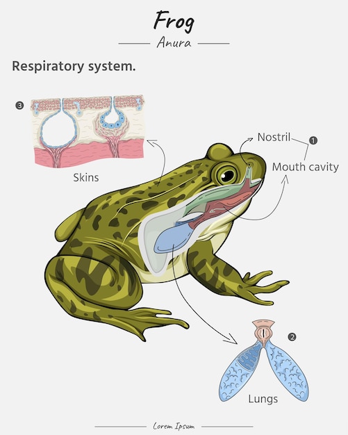 Plik wektorowy anatomia układu oddechowego żaby płuca skóra jamy ustnej