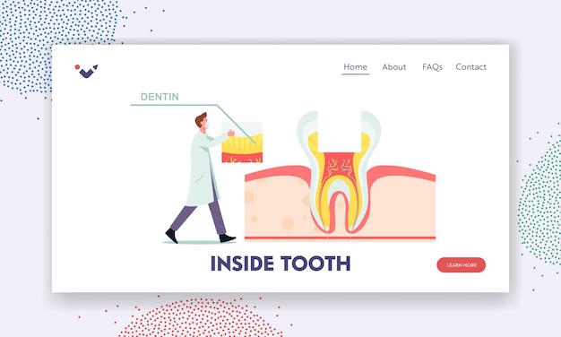 Anatomia Zdrowych Zębów I Szablon Strony Docelowej Struktury Wewnętrznej. Mały Dentysta Mężczyzna Lekarz Charakter Umieścić Część Zębiny Na Ogromny Ząb Przekrój Zobacz Infografiki. Ilustracja Kreskówka Wektor