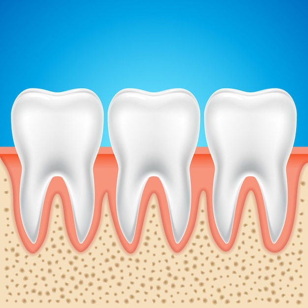 Anatomia Zębów Wektor Ząb. Ludzki Ząb Kość Zdrowy Ilustracja Na Białym Tle.