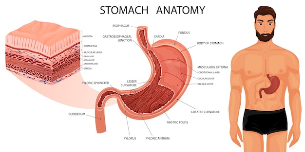 Anatomia żołądka Ze Wszystkimi Warstwami I Ludzkim Ciałem