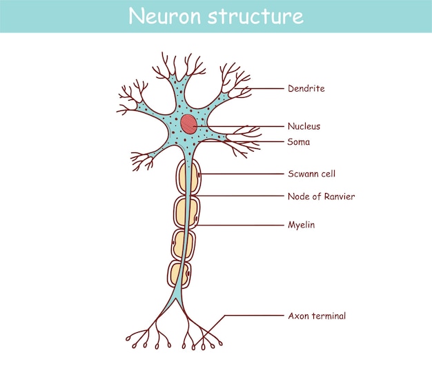 Plik wektorowy anatomiczna ilustracja neuronu w stylu kreskówki