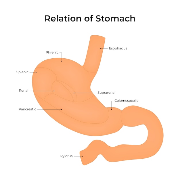 Anatomiczne relacje ludzkiego żołądka
