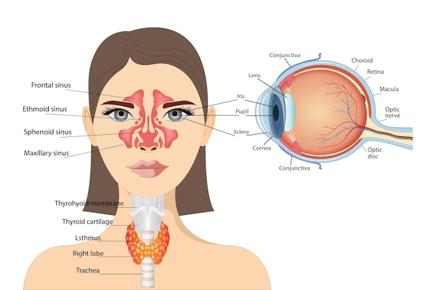 Anatomiczny Diagram Ludzkiego Oka Zapalenie Zatok Na Twarzy Kobiety Znajduje Się Tkanka śluzowa Pa