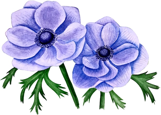 Anemonowa Akwarela