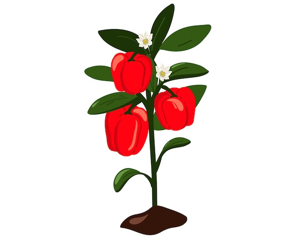 Animowany obraz czerwonej papryki z białymi kwiatami.