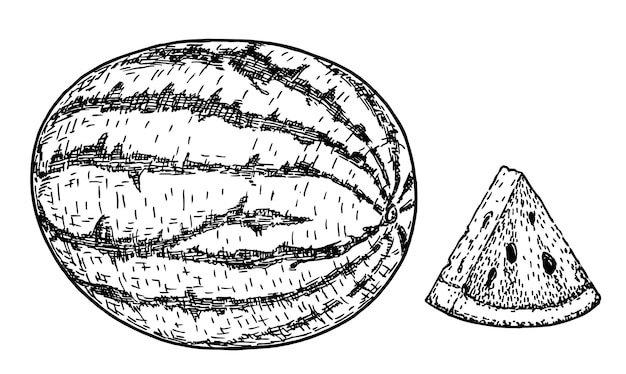 Plik wektorowy arbuz i plasterek. szkic ilustracji wektorowych. owoce melona na białym tle. rysunek odręczny. dekoracja do menu i wystroju kuchni. grawerowanie vintage czarno-białe. jedzenie wegetariańskie