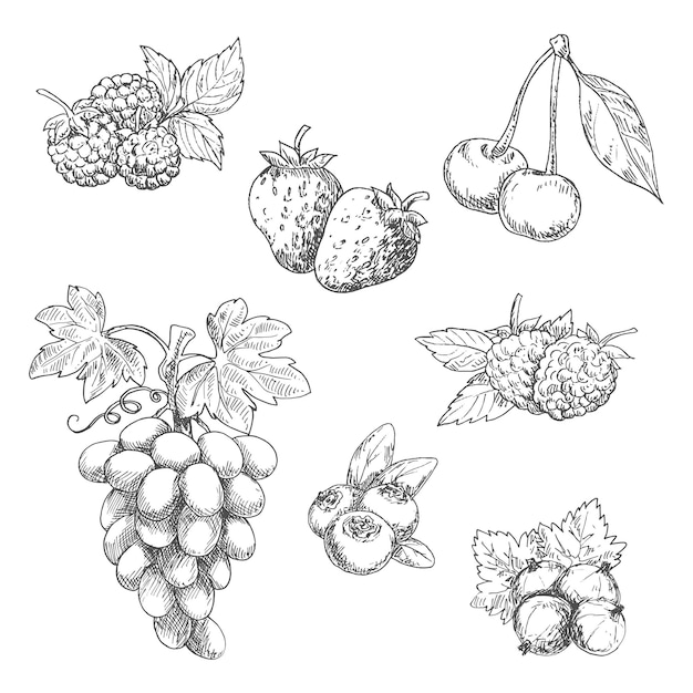 Aromatyzowane świeże Owoce Ogrodowe Ze Szkicami Liści