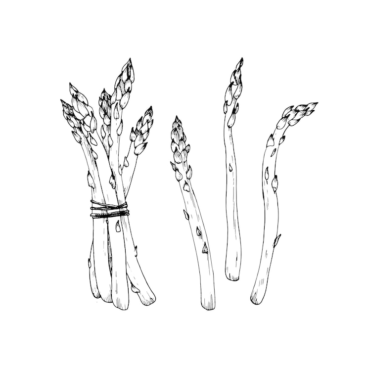 Wektor asparagus zestaw ręcznie narysowany ilustracja wektorowa wróbel trawa gromada i brunches
