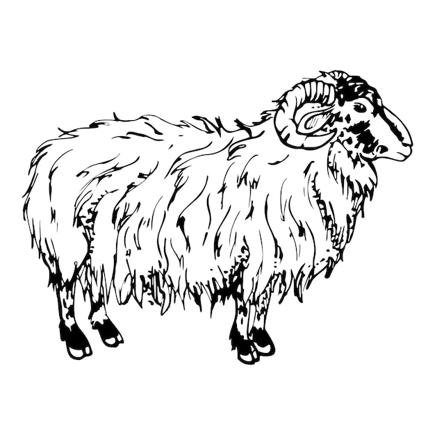 Plik wektorowy atrament ręcznie rysowane szkic na białym tle obiekt wektor czarna sylwetka wypasu zwierząt domowych owiec baran żywego inwentarza dla wełny projekt dla turystyki podróży broszura przewodnik tkaniny drukuj tatuaż karty