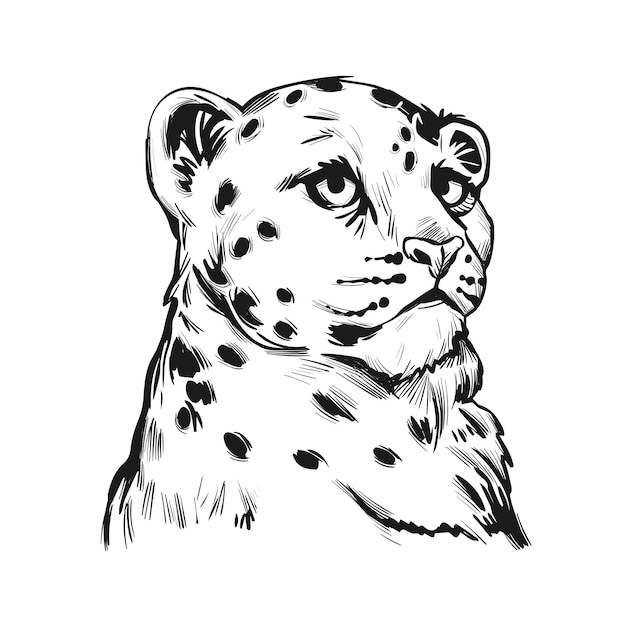 Baby Leopard śnieżny, Portret Egzotycznych Zwierząt Na Białym Tle Szkicu. Ręcznie Rysowane Ilustracji.