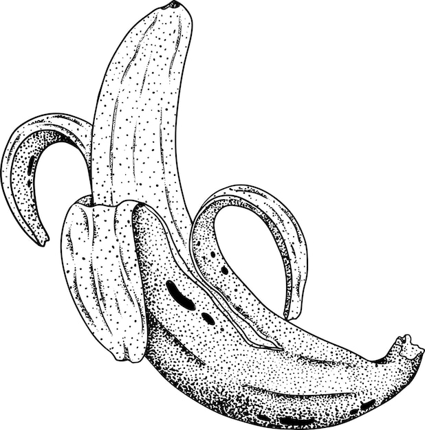 Plik wektorowy banan obrany banan skórka banana kiść bananów wektor ręcznie rysowane ilustracji w grawerowanie