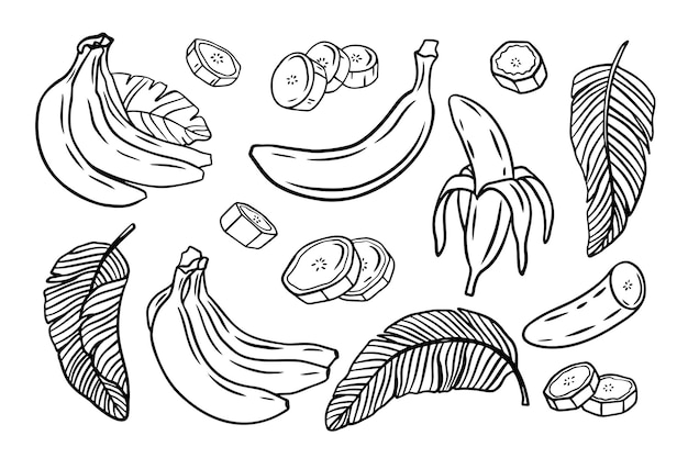 Banany Zarys Owoców Tropikalnych Doodle Szkic Prosty Styl Rysowania Linii Szablon Na Białym Tle