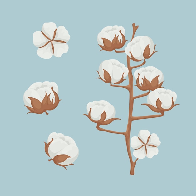 Bawełna Obraz Gałązki Z Bawełną Roślina Bawełny Ilustracja Wektorowa