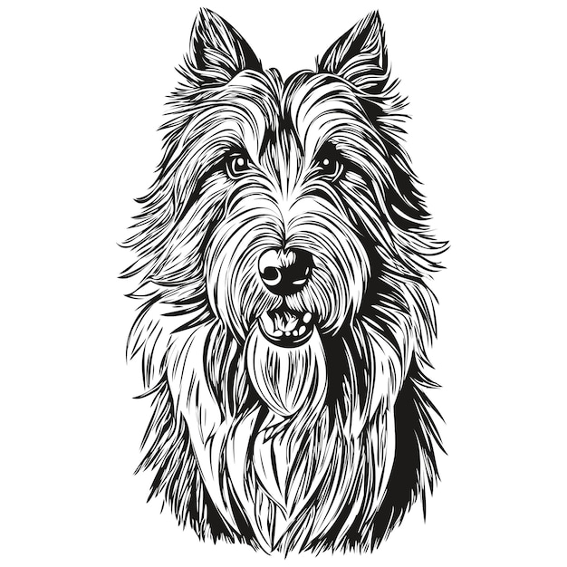 Plik wektorowy bearded collie pies czarny rysunek wektor na białym tle malowanie twarzy szkic linii ilustracja realistyczne zwierzę sylwetka