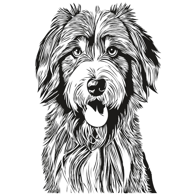 Plik wektorowy bearded collie pies zwierzę domowe szkic ilustracja czarno-białe grawerowanie wektor realistyczne rasy zwierząt domowych