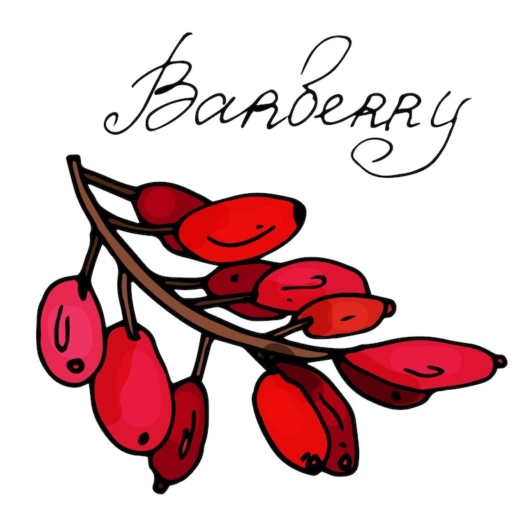 Berberys na odosobnionym białym tle