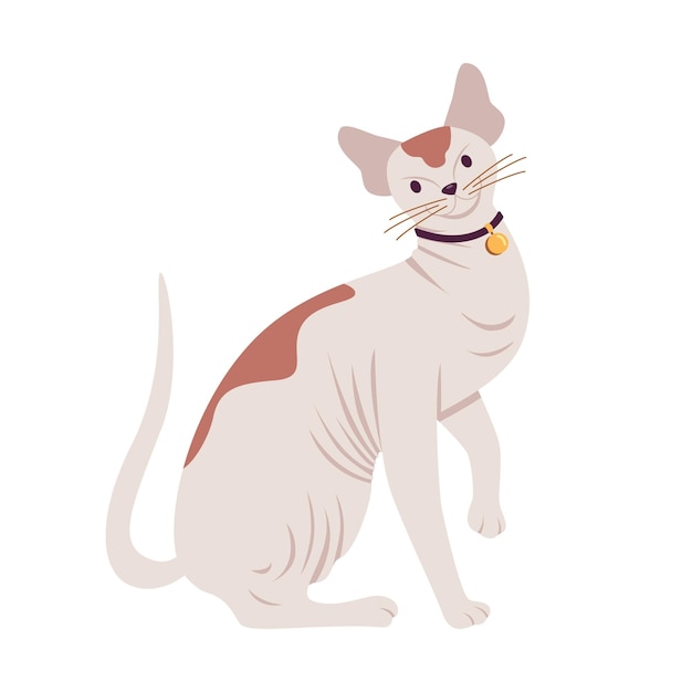 Plik wektorowy bezwłosy kot rasy sfinks kanadyjski na białym tle