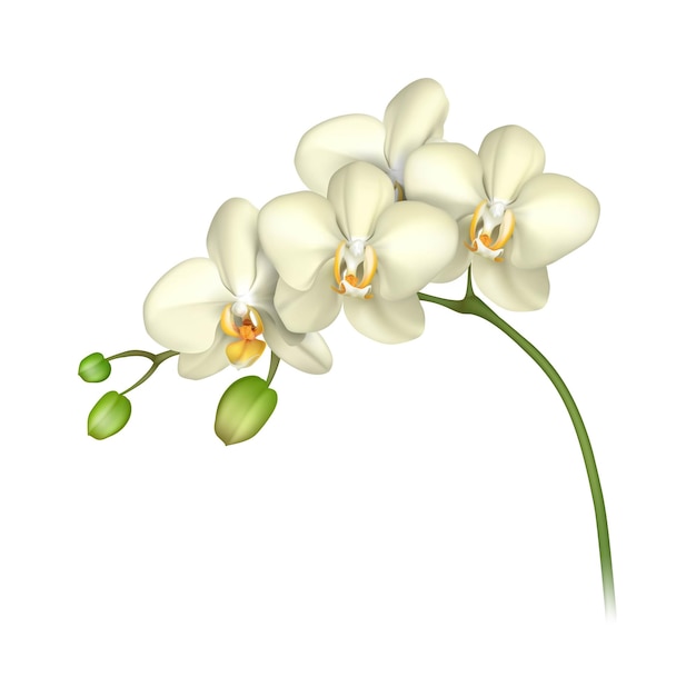 Biała orchideja realistyczne przezroczyste tło