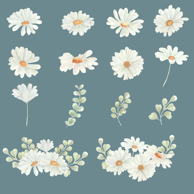 Biała stokrotka akwarela kwiat i liście Clipart