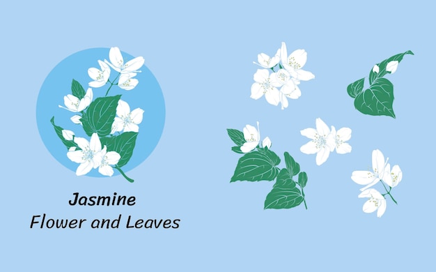 Białe Kwiaty Jaśminu Na Niebieskim Tle Grafika Wektorowa Płatków I Liści Jaśminu