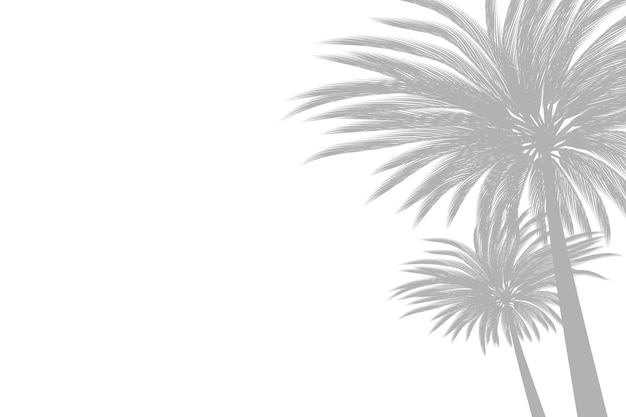 Białe tło z palmami i liśćmi.