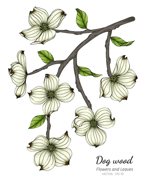 Białego Derenia Kwiatu I Liścia Rysunkowa Ilustracja