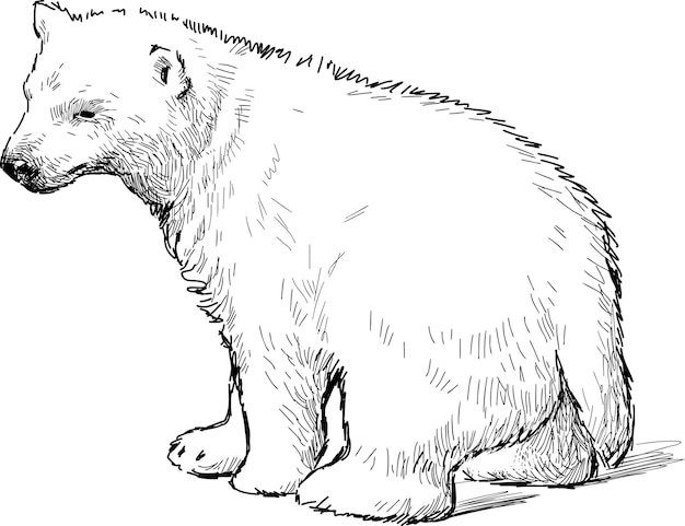 Plik wektorowy biały niedźwiedź