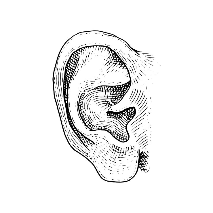 Wektor biologia człowieka, ilustracja anatomii narządów. grawerowane ręcznie rysowane w starym stylu szkicu i vintage. twarz szczegółowe ucho.